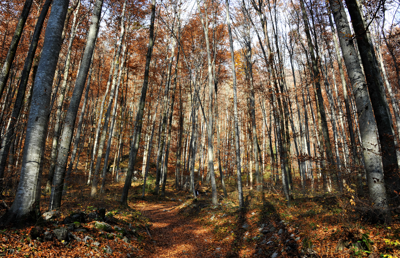 Schöner Herbstwald zu Beginn der Wanderung [28 mm, 1/80 Sek. bei f / 10, ISO 400]